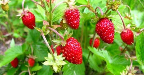 Пряные травы для чая. Дикорастущие растения и травы