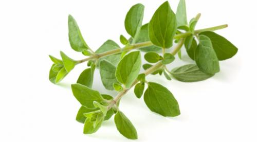 Какие пряные травы можно вырастить на огороде. Добавление статьи в новую подборку 10