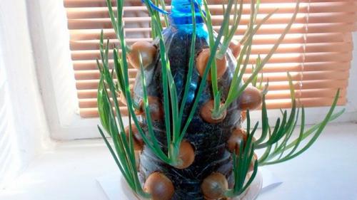 Многолетние пряные травы на подоконнике. 10 пряных трав, которые можно вырастить на подоконнике