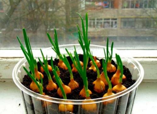 Многолетние пряные травы на подоконнике. 10 пряных трав, которые можно вырастить на подоконнике