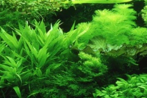 Быстрорастущие аквариумные растения. Неприхотливые быстрорастущие аквариумные растения для начинающих