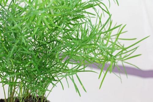 Цветы которые растут дома. Комнатные цветы: фото и названия (каталог)