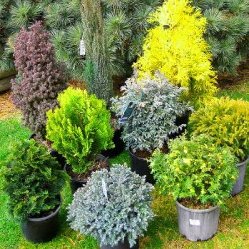 Какие цветы можно посадить зимой дома. 10 РАСТЕНИЙ В ГОРШКАХ ЗИМОЙ