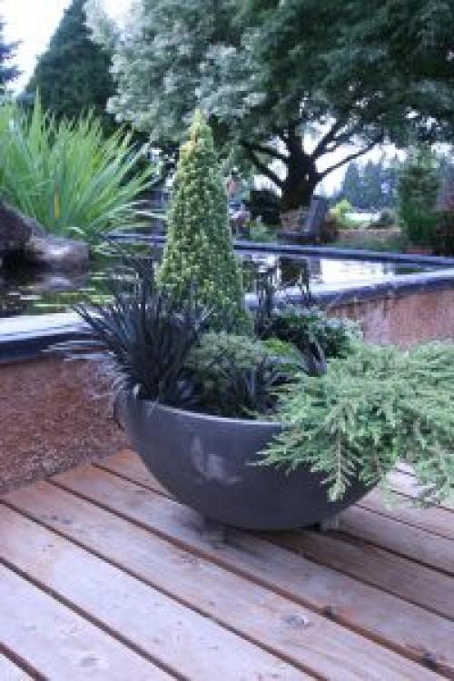 Какие цветы можно посадить зимой дома. 10 РАСТЕНИЙ В ГОРШКАХ ЗИМОЙ