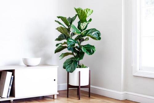 Цветы которые растут дома. Комнатные цветы: фото и названия (каталог)