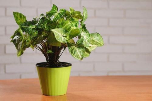 Розеточные растения комнатные названия. Комнатные цветы: фото и названия (каталог)