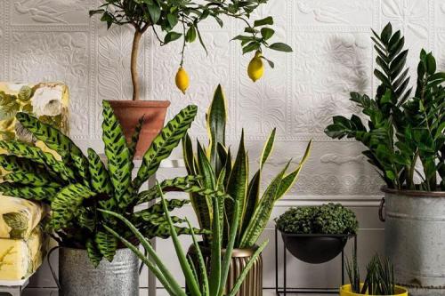 Цветы которые растут дома. Комнатные цветы: фото и названия (каталог)