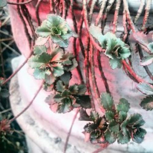 Какие цветы можно посадить зимой дома. 10 РАСТЕНИЙ В ГОРШКАХ ЗИМОЙ