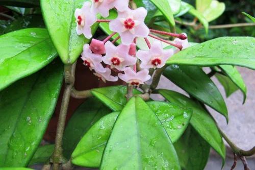 Цветы которые растут дома. Комнатные цветы: фото и названия (каталог)