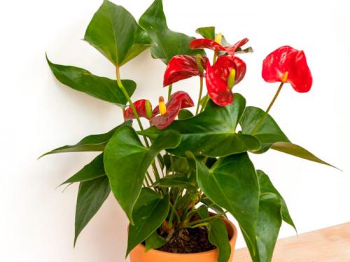 Популярные комнатные растения. Топ-10 самых популярных комнатных цветов