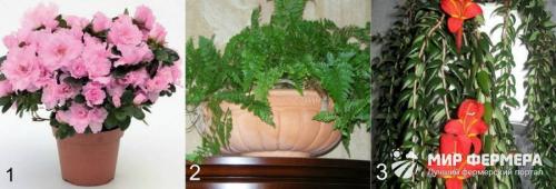 Внешний вид комнатных растений. Виды комнатных растений с фото и названиями 01
