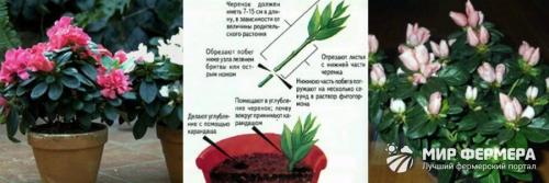 Внешний вид комнатных растений. Виды комнатных растений с фото и названиями 02