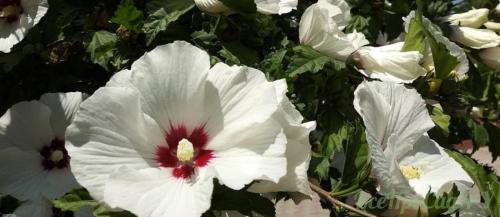 Цветущие кустарники многолетники каталог. Декоративные кустарники для дачи: 26 цветущих против 12 лиственных