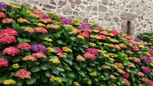 10 интересных кустарников для вашего сада. ТОП-10 самых красивых кустарников для вашего сада