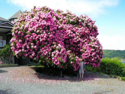 10 интересных кустарников для вашего сада. ТОП-10 самых красивых кустарников для вашего сада