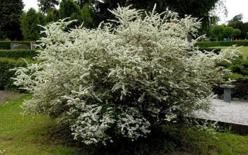 10 интересных кустарников для вашего сада. ТОП-10 самых красивых кустарников для вашего сада