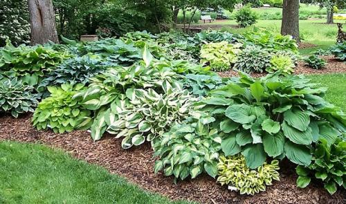 Тенелюбивые многолетники для вашего сада. Неприхотливые, тенелюбивые, многолетние растения для сада – названия и фото