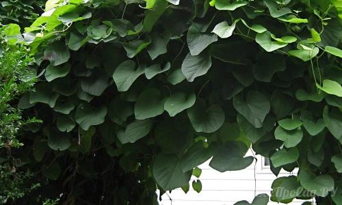 Неприхотливые вьющиеся растения для дачи. Вьющиеся растения для забора