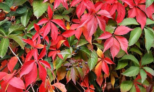 Неприхотливые вьющиеся растения для дачи. Вьющиеся растения для забора