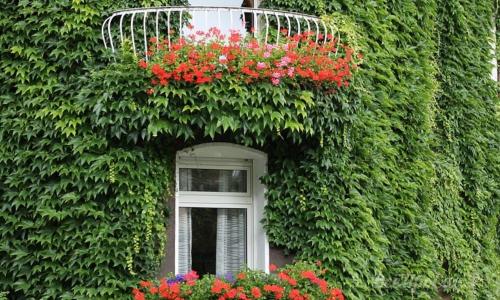 Неприхотливые вьющиеся растения для дачи. Вьющиеся растения для забора