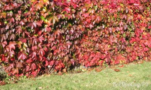 Неприхотливые вьющиеся растения для дачи. Вьющиеся растения для забора