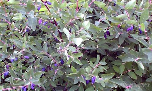 Неприхотливые вьющиеся растения для дачи. Вьющиеся растения для забора