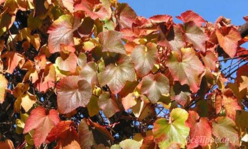 Неприхотливые вьющиеся растения для дачи. Вьющиеся растения для забора