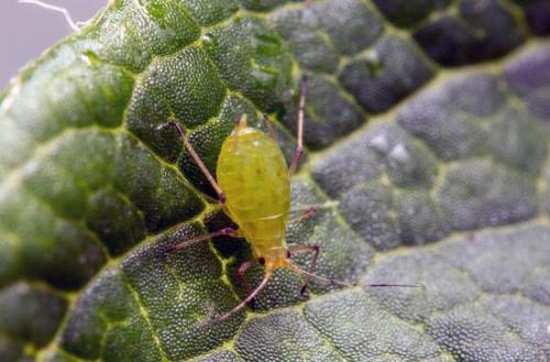 Тля на розах. Убойные средства борьбы с тлёй на розах