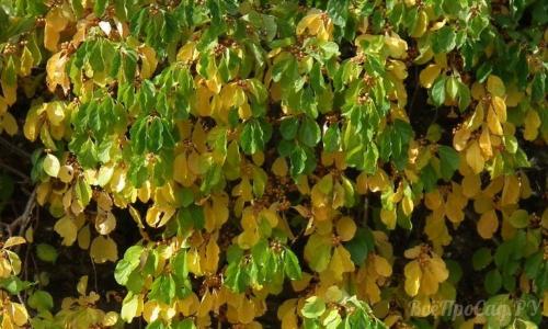 Неприхотливые вьющиеся растения для дачи. Вьющиеся растения для забора