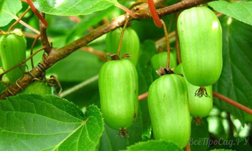 Неприхотливые вьющиеся растения для дачи. Вьющиеся растения для забора