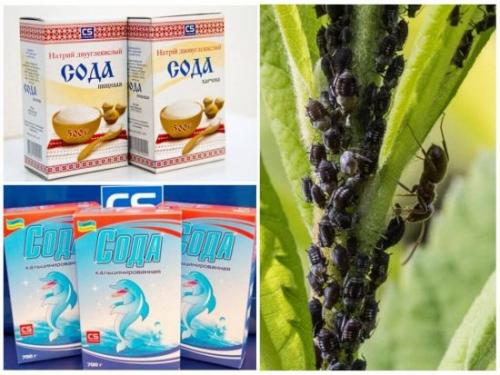 Тля на розах. Убойные средства борьбы с тлёй на розах