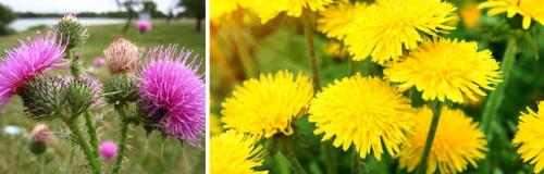 Лекарственные травы на грядках. ПОДГОТОВКА ПОЧВЫ И ПРАВИЛЬНАЯ ПОСАДКА РАСТЕНИЙ В АПТЕКАРСКОМ ОГОРОДЕ