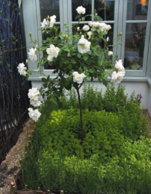 Растения в аптекарском огороде. Аптекарский сад и огород