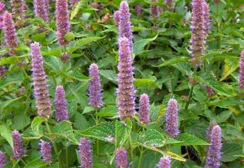 Посадка лекарственных трав. Что посадить на аптекарской грядке. 25 видов пряных трав на огороде