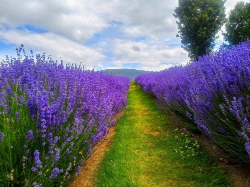 Посадка лекарственных трав. Что посадить на аптекарской грядке. 25 видов пряных трав на огороде
