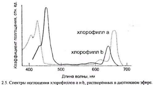 Влияние света на растение. Поглощение света растениями и фотосинтез