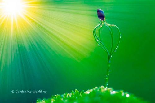 Влияние на растения избытка или недостатка света. Самые эффективные цвета 08