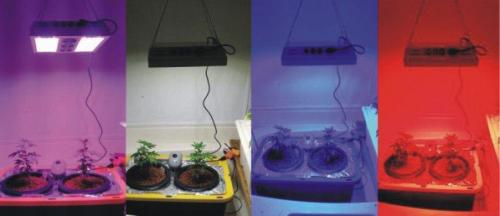 Влияние света на растение. Поглощение света растениями и фотосинтез