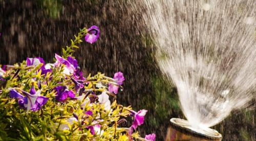 Основные правила посадки рассады ампельной петунии. Петунии: уход и выращивание в кашпо 03