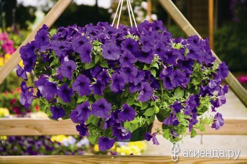 Как ухаживать за ампельной петунией. Как поливать ампельную петунию?