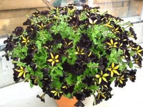 Высаживаем петунию на клумбу и в садовые горшки правильно. Как правильно пересадить петунию в горшок 02