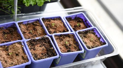 Высаживаем петунию на клумбу и в садовые горшки правильно. Как правильно пересадить петунию в горшок 19