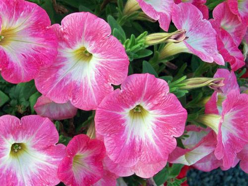 Высаживаем петунию на клумбу и в садовые горшки правильно. Как правильно пересадить петунию в горшок 01