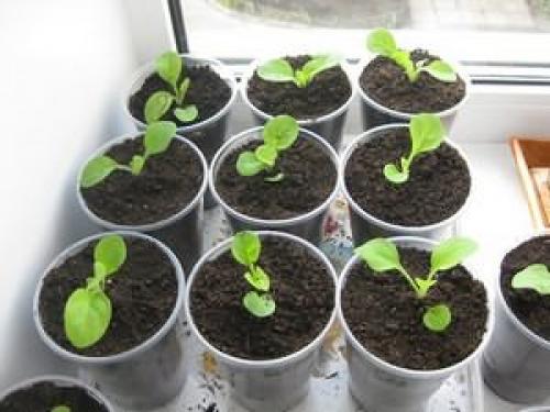 Высаживаем петунию на клумбу и в садовые горшки правильно. Как правильно пересадить петунию в горшок 03