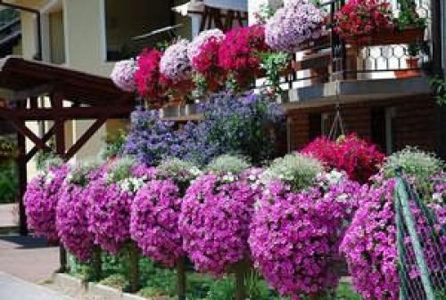 Высаживаем петунию на клумбу и в садовые горшки правильно. Как правильно пересадить петунию в горшок 05