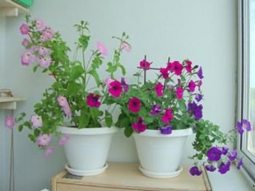 Высаживаем петунию на клумбу и в садовые горшки правильно. Как правильно пересадить петунию в горшок 06