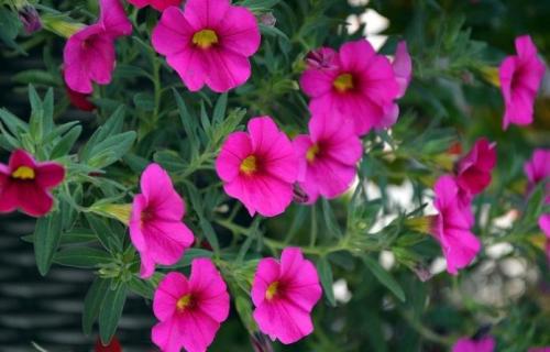 Петуния в доме приметы. Значение цветов: что означает петуния?