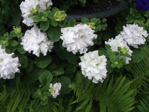 Петуния, посадка и уход в домашних условиях. Выращивание петуний: советы опытных садоводов