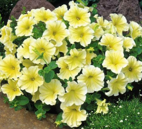 Петуния ампельная, как вырастить рассаду. Популярные сорта петуний