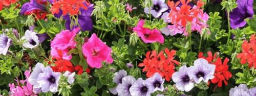 Как вырастить рассаду петунии на продажу. С чего начать бизнес по выращиванию петунии